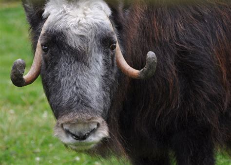 Musk Ox Facts