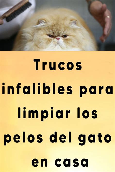 Trucos Infalibles Para Limpiar Los Pelos Del Gato En Casa Eliminar