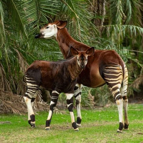 Beni The Okapi Makes First Appearance At Disneys Animal Kingdom Lodge