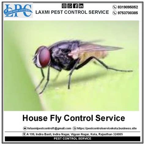 House Fly Control Services At Rs 1square Feet फ्लाई कंट्रोल मक्खी