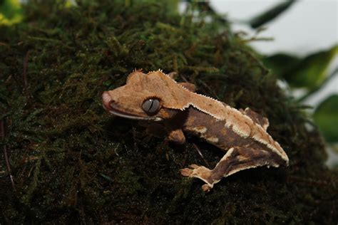 Unsexed Possible Tricolor Lilly White Crested Gecko By Insanely Awesome Geckos Morphmarket