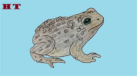 Toad Animal Drawing