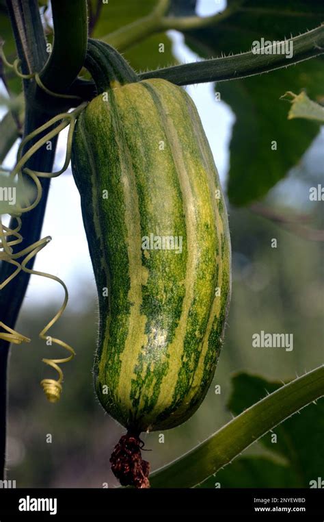 Green And Yellow Striped Marrow Squash Courgette Cucurbit Growing On Vine In The Vegetable