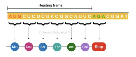 What Is The Genetic Code Definition Properties Chart And Table