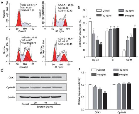 Bufotalin Induces Cell Cycle Arrest Of A375 Cells At The G2 M Phase