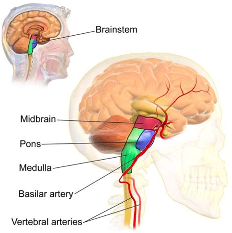 Tallo Cerebral Anatomía Concise Medical Knowledge