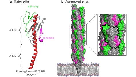 A Major Pilin And The Type IVa Pilus A Molecular Representation Of The