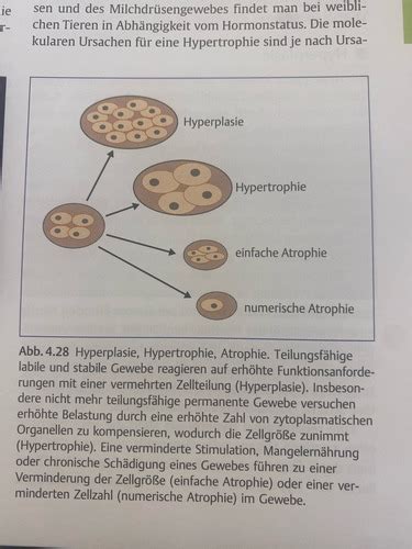 Patho Begriffe Karteikarten Quizlet