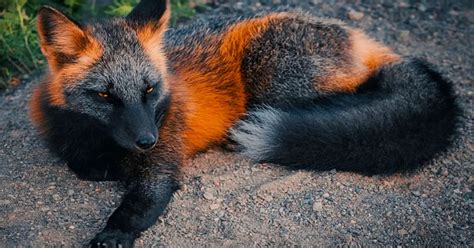 Rare Melanistic Fox Spotted In The Wild