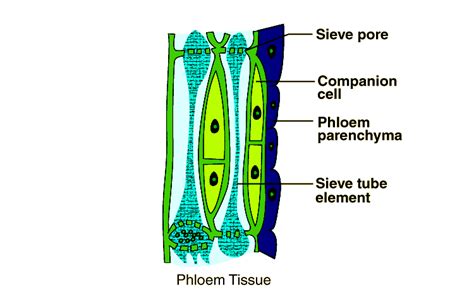 A Detailed Overview of Phloem - Structure, Function and FAQs