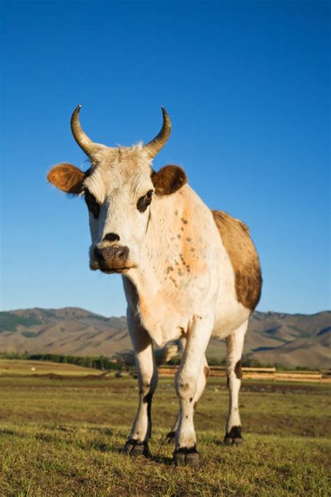 Cow Mongolia Asia Stock Photo Image Of Central Mongol 7774650