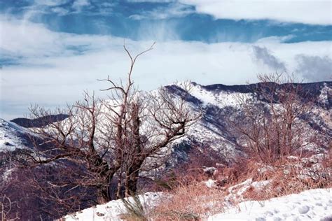 Free Images Landscape Tree Nature Wilderness Snow Winter Cloud