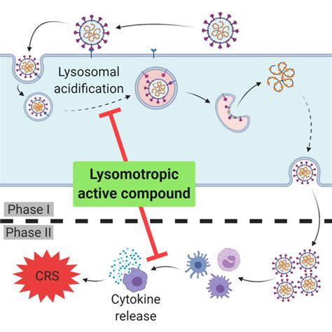 Ijms Free Full Text Covid 19sars Cov 2 Infection Lysosomes And