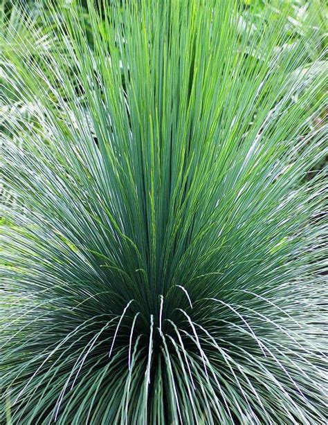 Plante Exotique Extérieur Résistant Au Froid