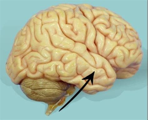 Nervous System And Special Senses Flashcards Quizlet