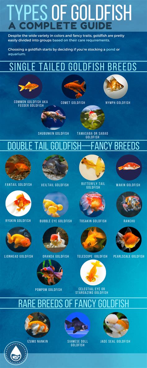 32 Popular Types Of Goldfish - Varieties You Can Have At Home