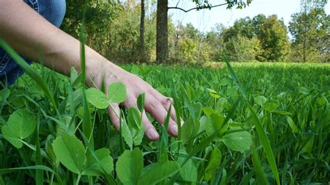 How To Create The Perfect Food Plot Youtube