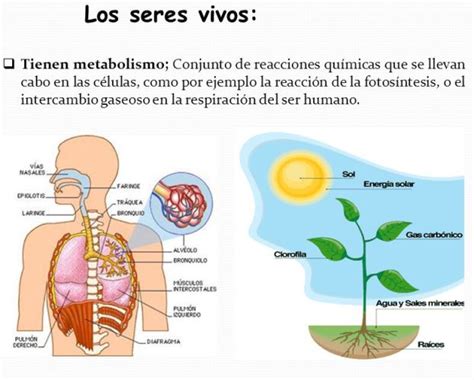 Factores Que Han Modificado El Metabolismo De Los Seres Vivos Mundo