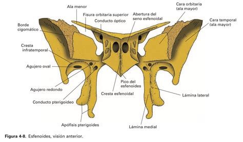 4 Huesos Del Cráneo Anatomia Del Sn Body Anatomy Human Anatomy