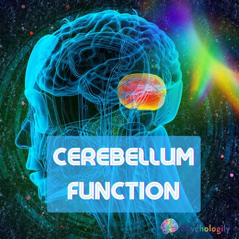 Cerebellum Function: The Hidden Key to Unlocking Your Brain's Full ...