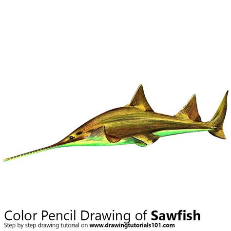 Sawfish With Color Pencils Time Lapse In 2021 Color Pencil Drawing