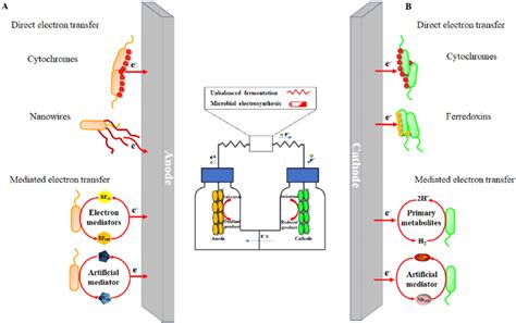 Mechanisms Of Bidirectional Extracellular Electron Transfer EET