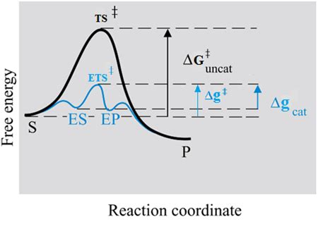 A Reaction Coordinate Diagram Of An Enzyme Catalysed Blue And