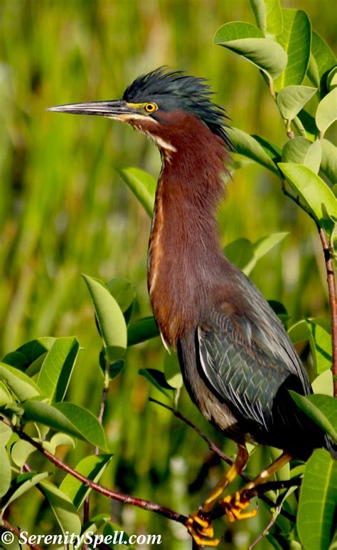 Green Herons | Serenity Spell