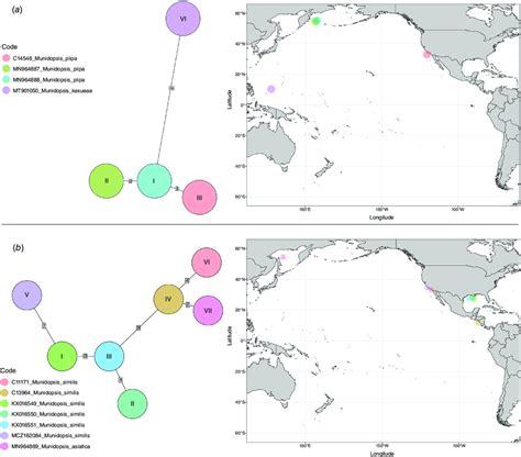 Haplotype networks with haplotype distributions for (a) Munidopsis... | Download Scientific Diagram