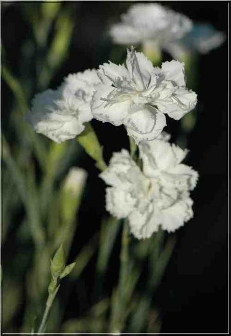 Dianthus caryophyllus Grenadin White Goździk ogrodowy Grenadin White