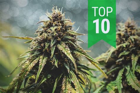 Top 10 Autoflowering Weed Strains Rqs Blog