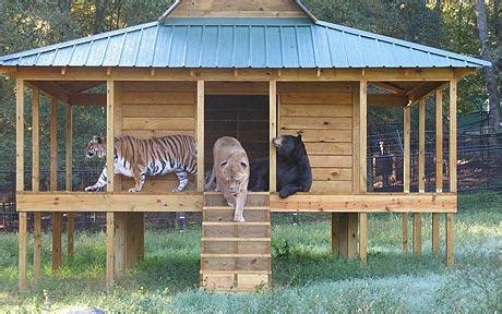 Tiger, lion and bear form unusual friendship