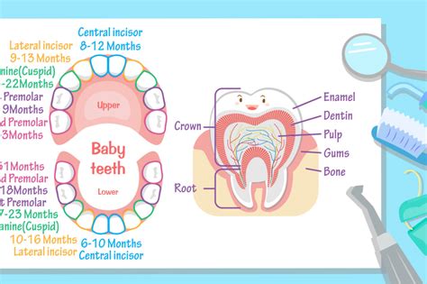 Teeth Eruption Chart: What To Expect (For Parents)