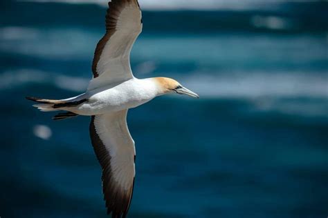 The Longest Living Species of Bird - Animals Around The Globe