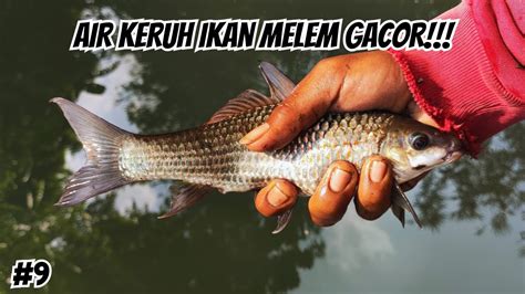 Mancing Umpan Cacing Darah Di Air Yang Keruh Ikan Melem Malah Gacor