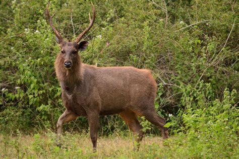 Travel and Photography: Sambar Deer