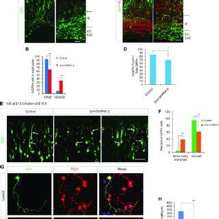 Grm Knockdown Affects Neuronal Development A And B Grm Knockdown