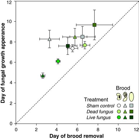 Correlation Between The Timing Of Brood Removal And Fungal Outgrowth