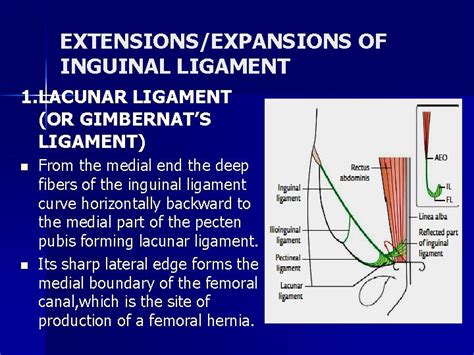 Rectus Sheath And Inguinal Ligament Dr Tabrez Rectus