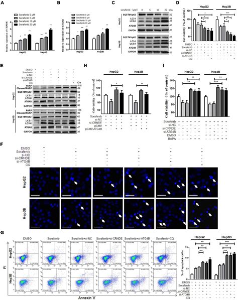 Frontiers LncRNA CRNDE Promotes ATG4B Mediated Autophagy And