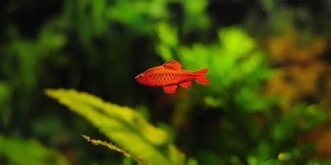 Cherry Barbs 101: Care, Tank Mates, Size, And Breeding