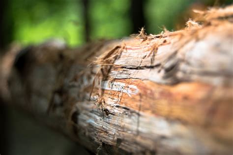 Free Images Tree Nature Forest Branch Wood Leaf Trunk Wildlife