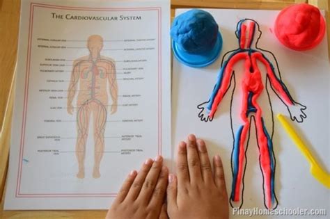 Diagram Of The Circulatory System For Th Grade