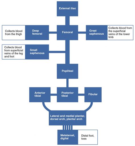 Flow Chart Of The Pathway Of Blood - Chart Walls