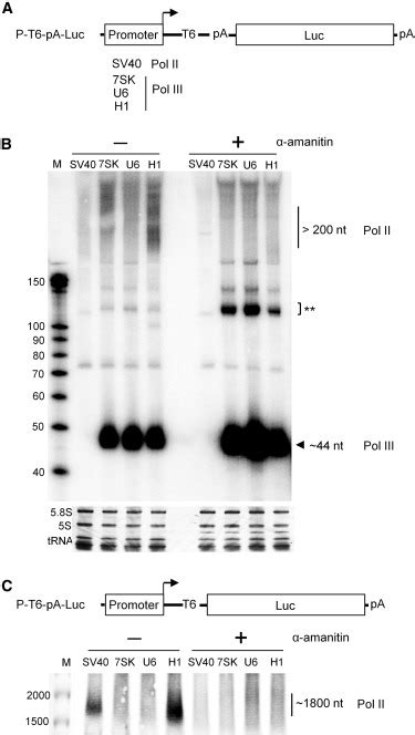 Rna Polymerase Ii Activity Of Type Pol Iii Promoters Molecular