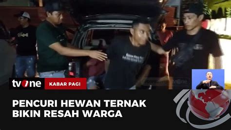 Polisi Amankan Pelaku Pencuri Ternak Yang Gasak Seekor Sapi Kabar