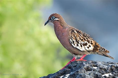 Paloma De Las Galapagos Galapagos Dove Zenaida Galapagoensis Pet