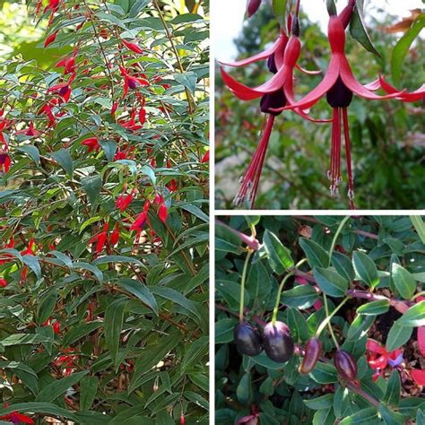 Fuchsia regia Reitzii Vente Fuschia résistant au froid