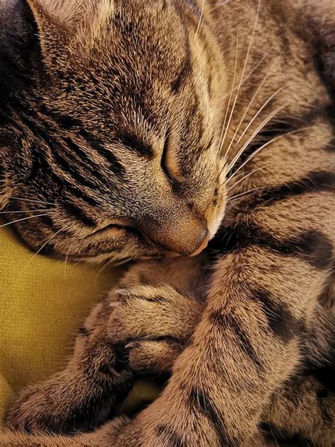 Cat Sleep Nap Free Photo On Pixabay Pixabay