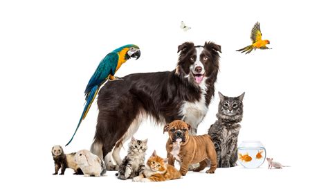 What Pet Is Right for Me Animal Hospital | Forever Vets